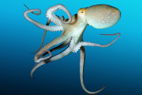 Kraken рабочая ссылка onion