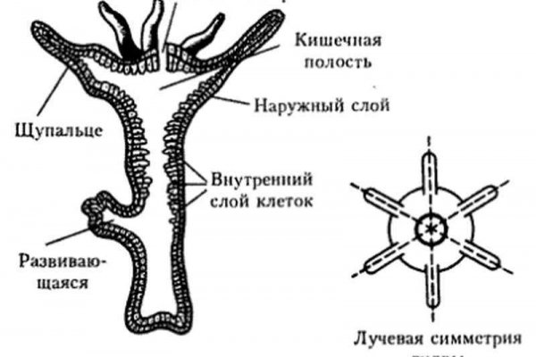 Kraken 16 at сайт